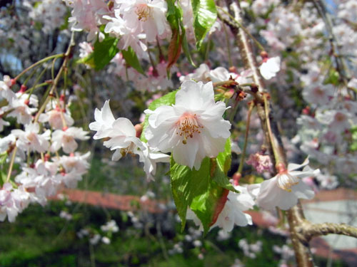 blog-217 ガーデンのしだれ桜-2.jpg