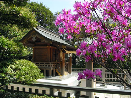 blog-220 恵比寿神社とムラサキツツジ.jpg